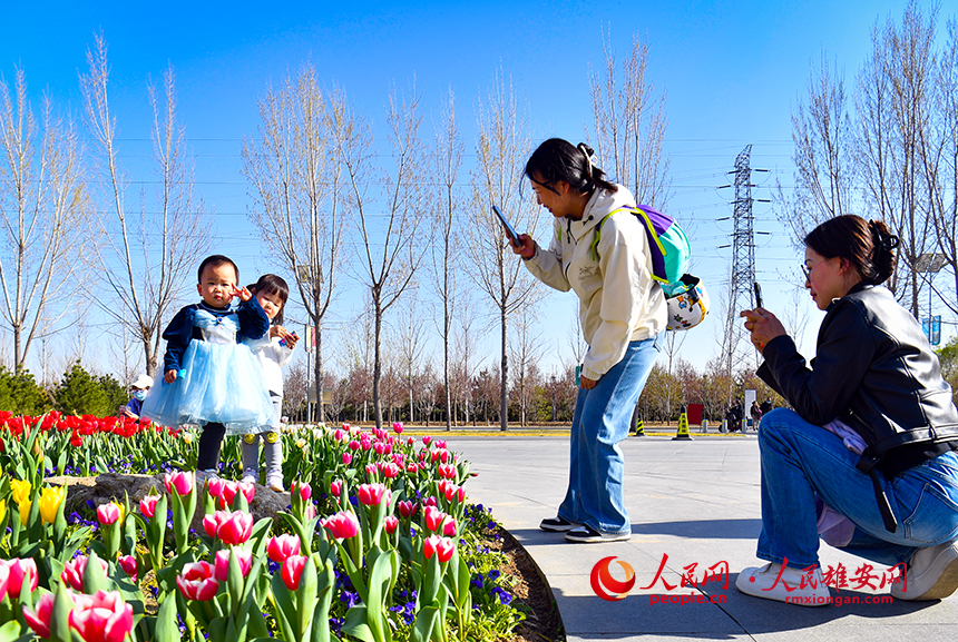 雄安悅容公園郁金香盛放，吸引了眾多游客前來踏青賞花。人民網?宋燁文攝