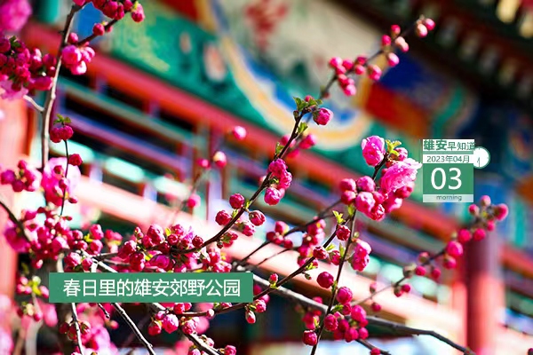                         ●雄安：大規模形態開發正向功能開發、平臺開發推進。●雄才卡線上申領工作常態化，每月1日-10日可申報。●青年人才驛站、青年人才公寓入住申請工作啟動。●雄安昝崗組團有23個地點正式命名。●雄安招人，從事水利泵站建設、運營相關工作。            