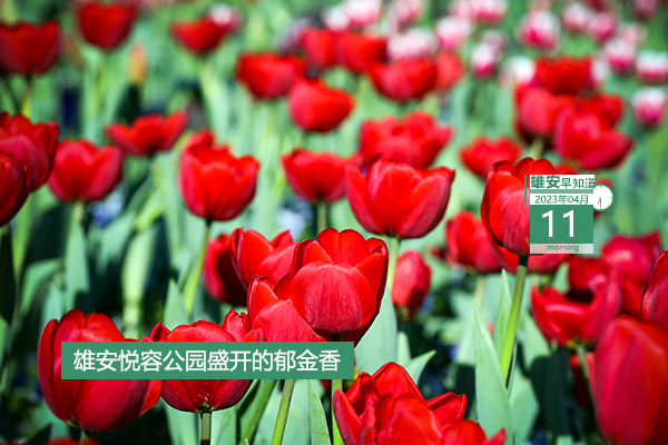             ●“一機通辦、隨時可辦、隨處能辦”，雄安將打造15分鐘政務服務圈。●雄安“新”事兒第1期，童言童聲話雄安。●提升農村人居環境，雄安出臺行動計劃。●請注意，雄安兩縣今起停水。???            