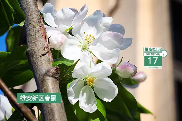             ●科技部這一創新項目在雄安正式啟動。●雄安一人兩單位擬獲國家級榮譽。●雄安白洋淀景區已正式運營，購票須知→●連接京雄兩地企業，?！ば燮髽I家會客廳揭牌。            