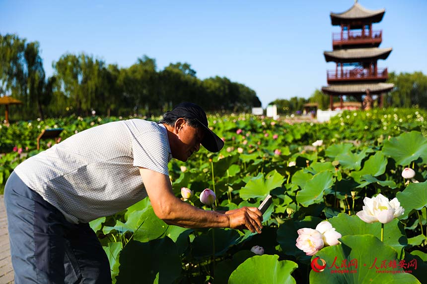 盛開的并蒂蓮引得游人紛紛拍照。人民網 楊華龍攝