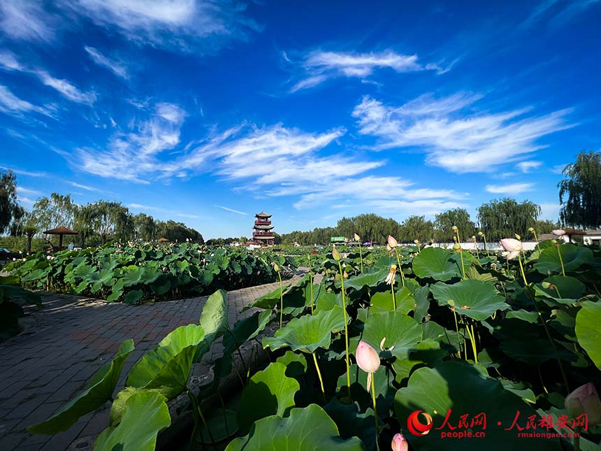 白洋淀景區(qū)的荷塘。人民網(wǎng) 楊華龍攝