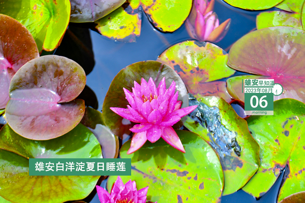                         ●張國華：堅決打好打贏防汛這場硬仗，確保雄安新區安全平穩度汛。●雄安發布提醒告誡書！事關規范防汛期間市場價格行為。●雄安啟動區重點項目封頂+1。●轉擴！雄安安新縣發布關于公安辦事大廳搬遷的通告。 