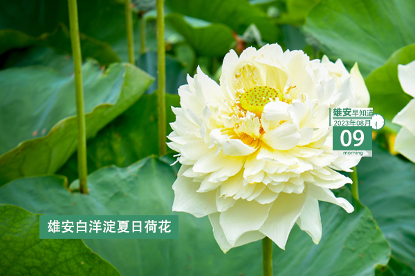                         ●張國華：以更高標準、更嚴要求、更實舉措抓好防汛救災各項工作，穩步有序推進復工復產。●好消息！雄安一工程上榜國家級優秀名單。●雄安中交未來科創城又最新進展來了。●本周四雄安容西將舉辦大型招聘會，260余個崗位等你來。 