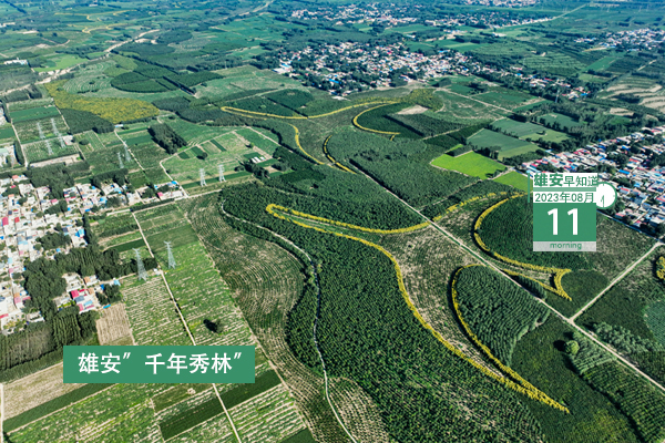                         ●目前，新區防汛抗洪工作總體形勢平穩。●184億→2554億，雄安本外幣貸款余額6年增長近14倍。●雄安第三屆集體婚禮來了！●雄安一人獲國家級榮譽稱號。 
