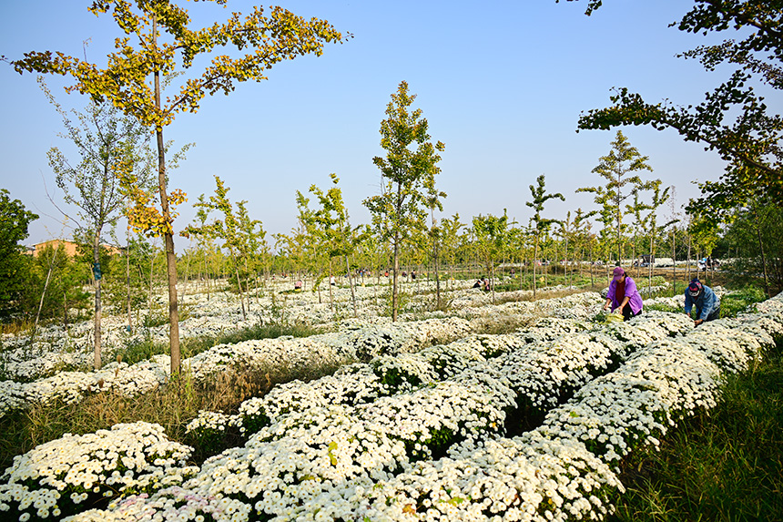 雄安郊野公園發(fā)展林下經(jīng)濟(jì)，這里的北京白菊已進(jìn)入收獲季節(jié)。胡忠攝