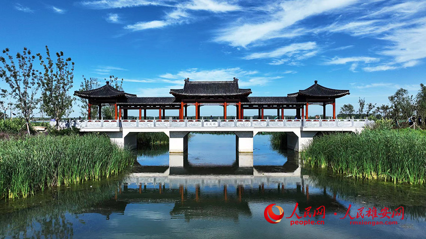 白洋淀燕南堤風(fēng)光。人民網(wǎng)記者 李兆民攝