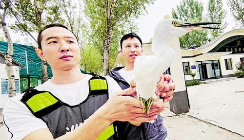 9月15日，雄安新區安新縣自然資源局鳥類救助站工作人員檢查受傷白鷺的傷情。本報記者 劉光昱攝