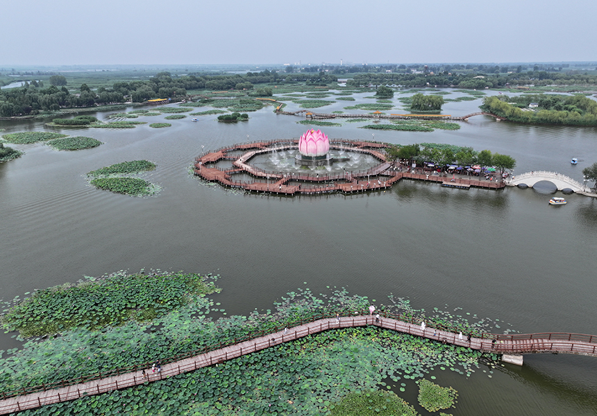 2024年7月9日，雄安新區(qū)白洋淀荷花大觀園景色（無人機照片）。牟宇攝