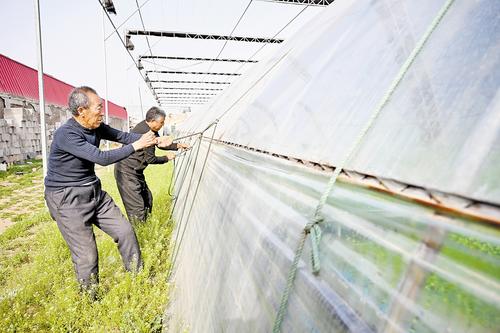 4月11日，石家莊市藁城區農昌種植服務專業合作社的農民正在加固蔬菜大棚。本報記者 史晟全攝